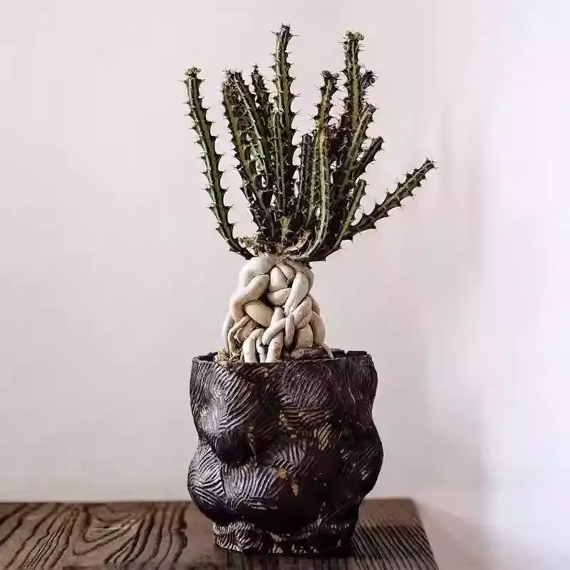 Euphorbia knuthii - Image 7