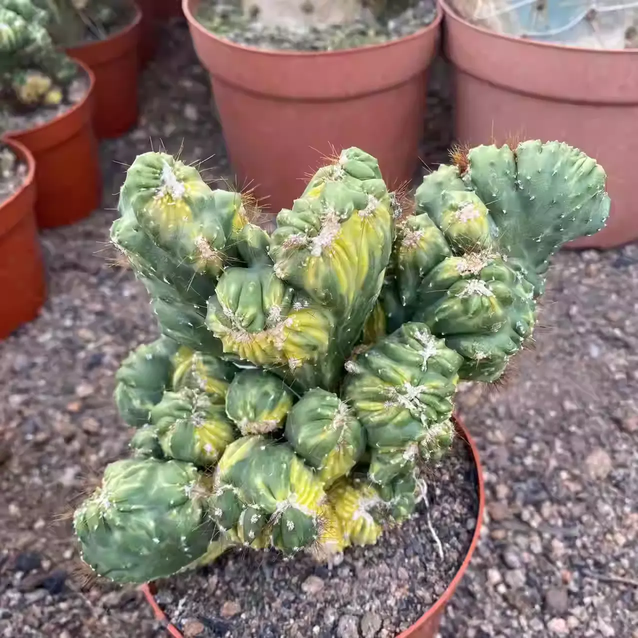 12CM Succulent Cactus Plant Cereus Menst Variegated Cactaceae Home Garden Plant - Image 5