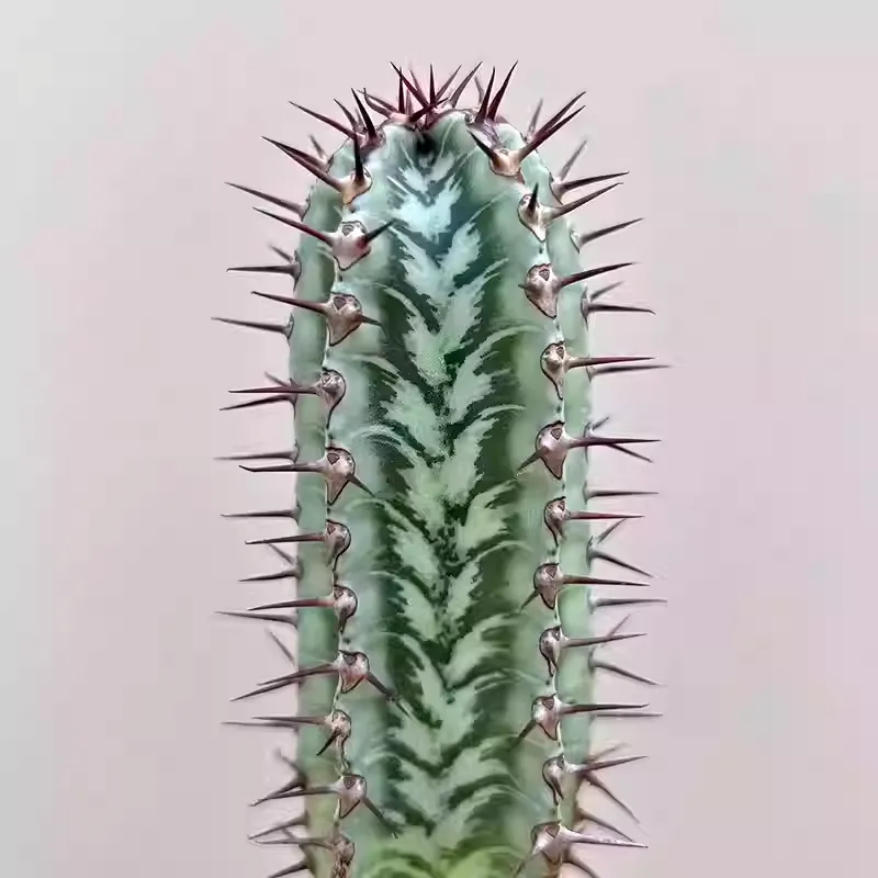 Euphorbia confinalis subsp. rhodesiaca - Image 8