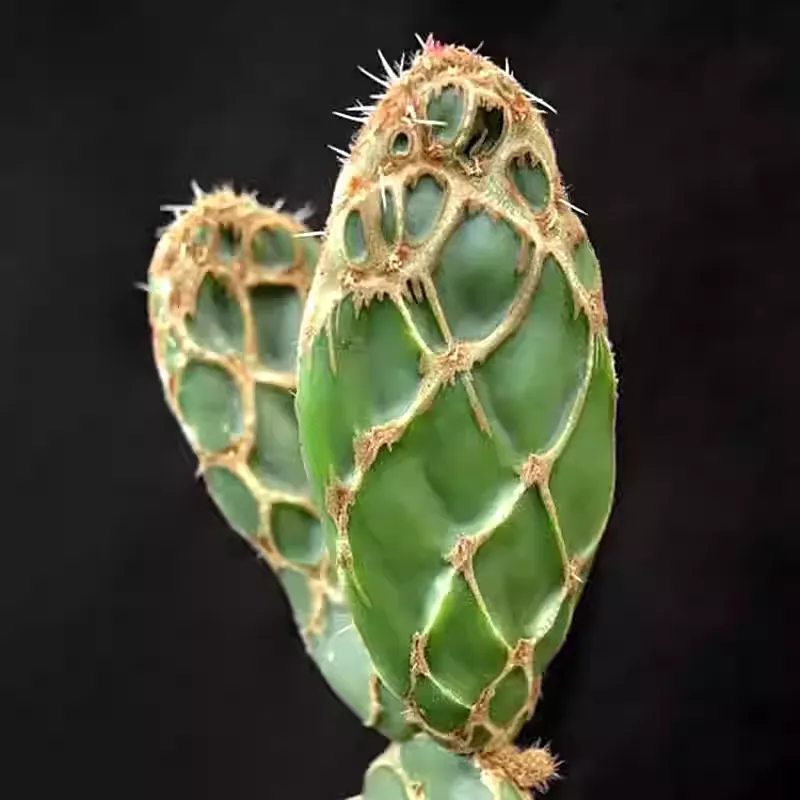 Opuntia zebrina - Image 3