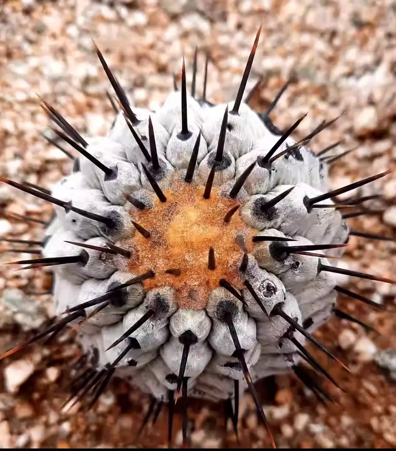 Copiapoa montana - Image 2