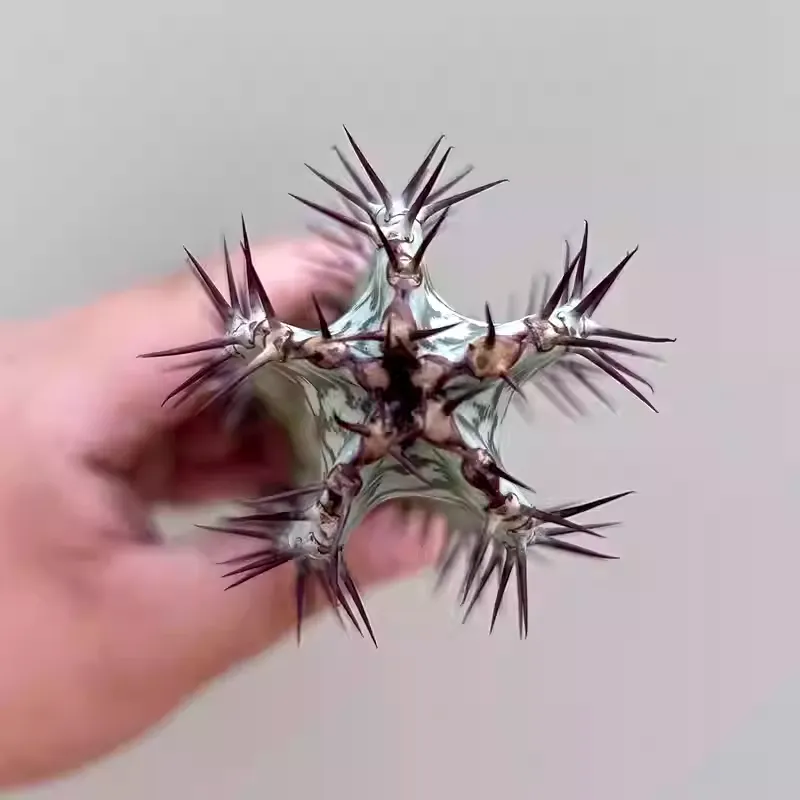 Euphorbia confinalis subsp. rhodesiaca - Image 7