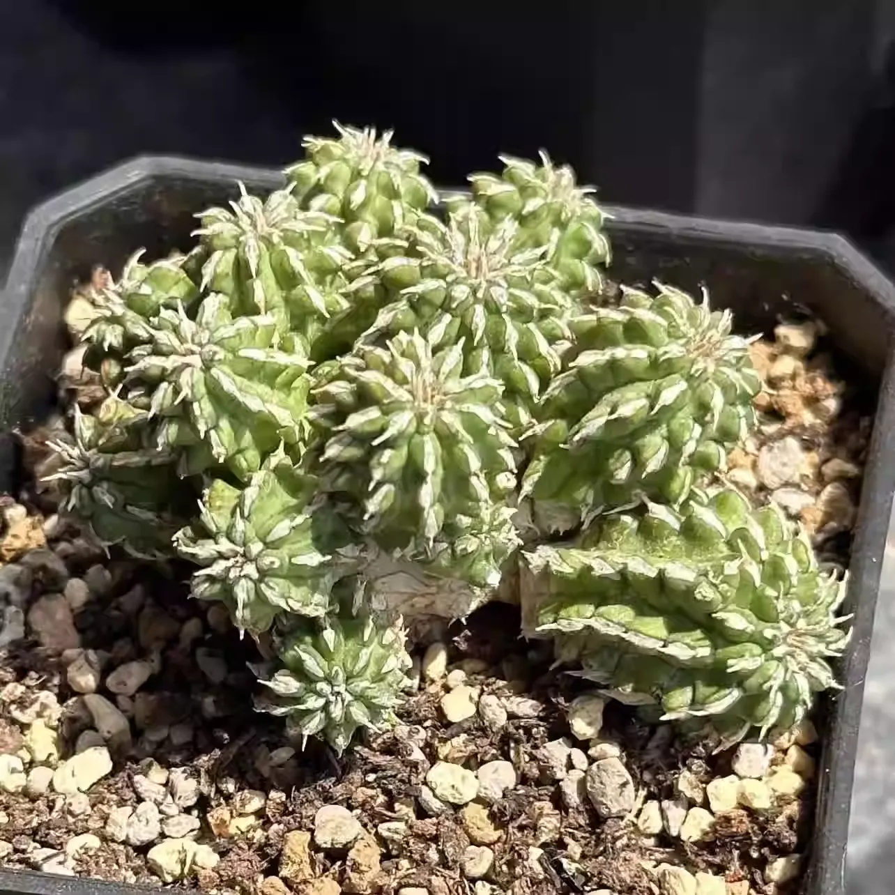 Euphorbia amygdalina - Image 3