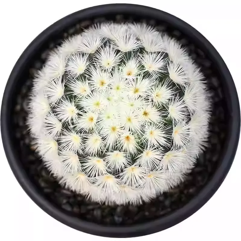 Mammillaria carmenae - Image 3