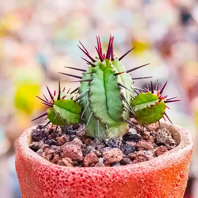 Euphorbia enopla - Image 6