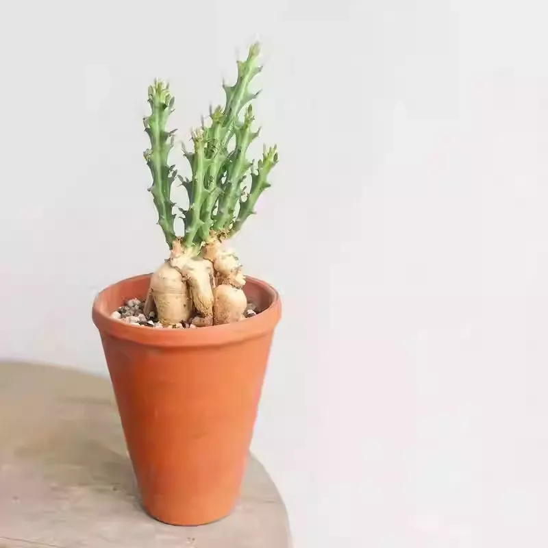 Euphorbia knuthii - Image 6