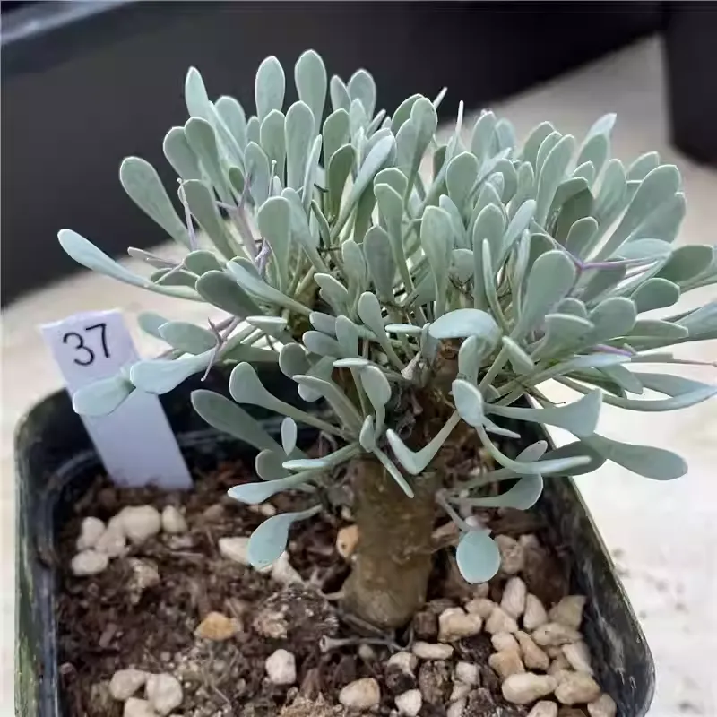 Othonna Euphorbioides - Image 6