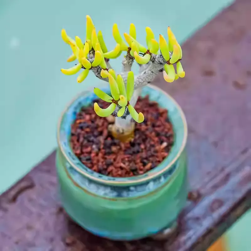 Tylecodon buchholzianus - Image 2