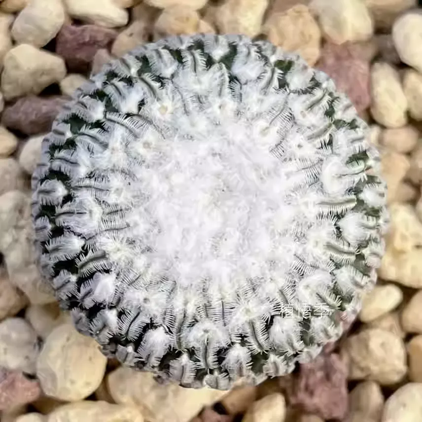 Pelecyphora aselliformis - Image 2