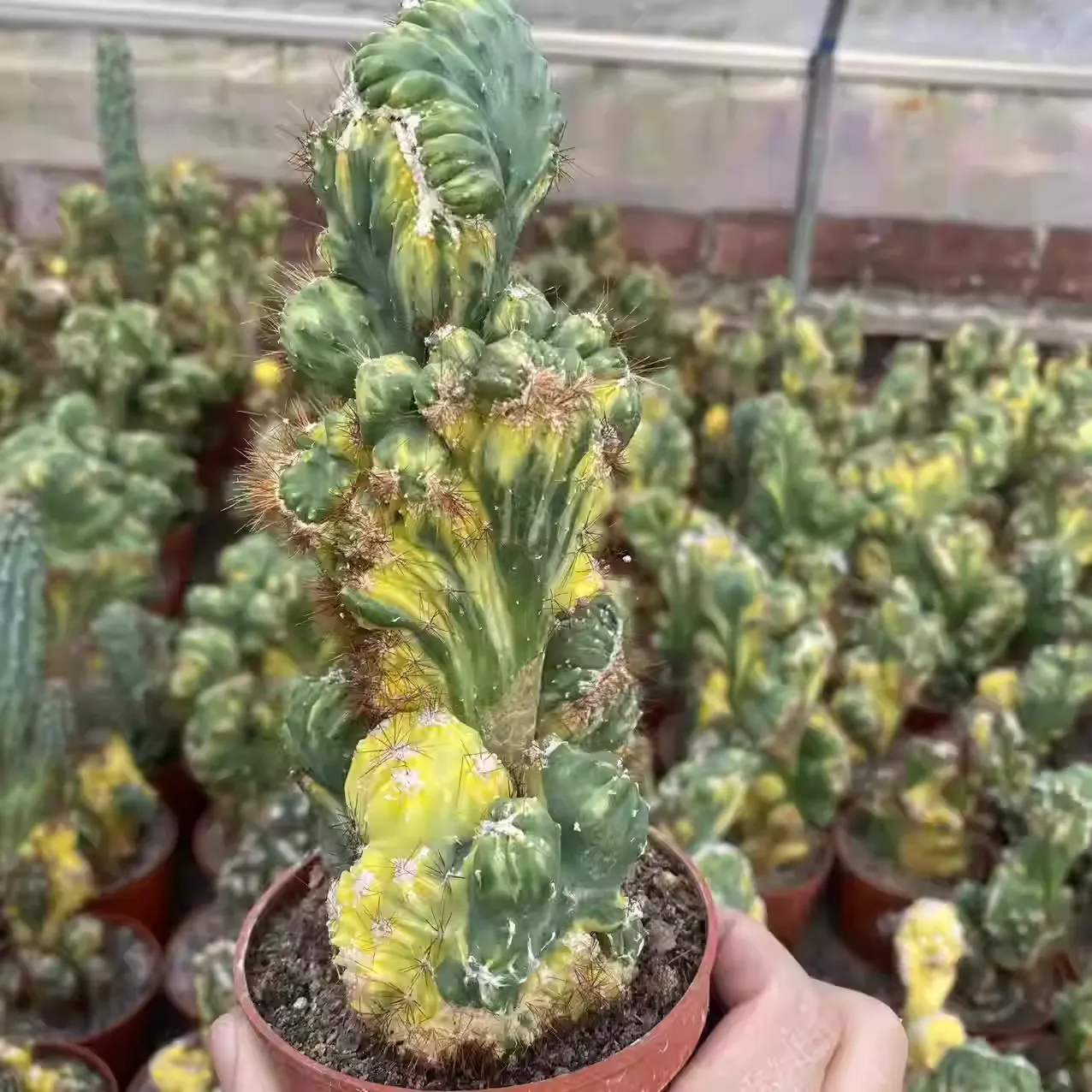 12CM Succulent Cactus Plant Cereus Menst Variegated Cactaceae Home Garden Plant - Image 4