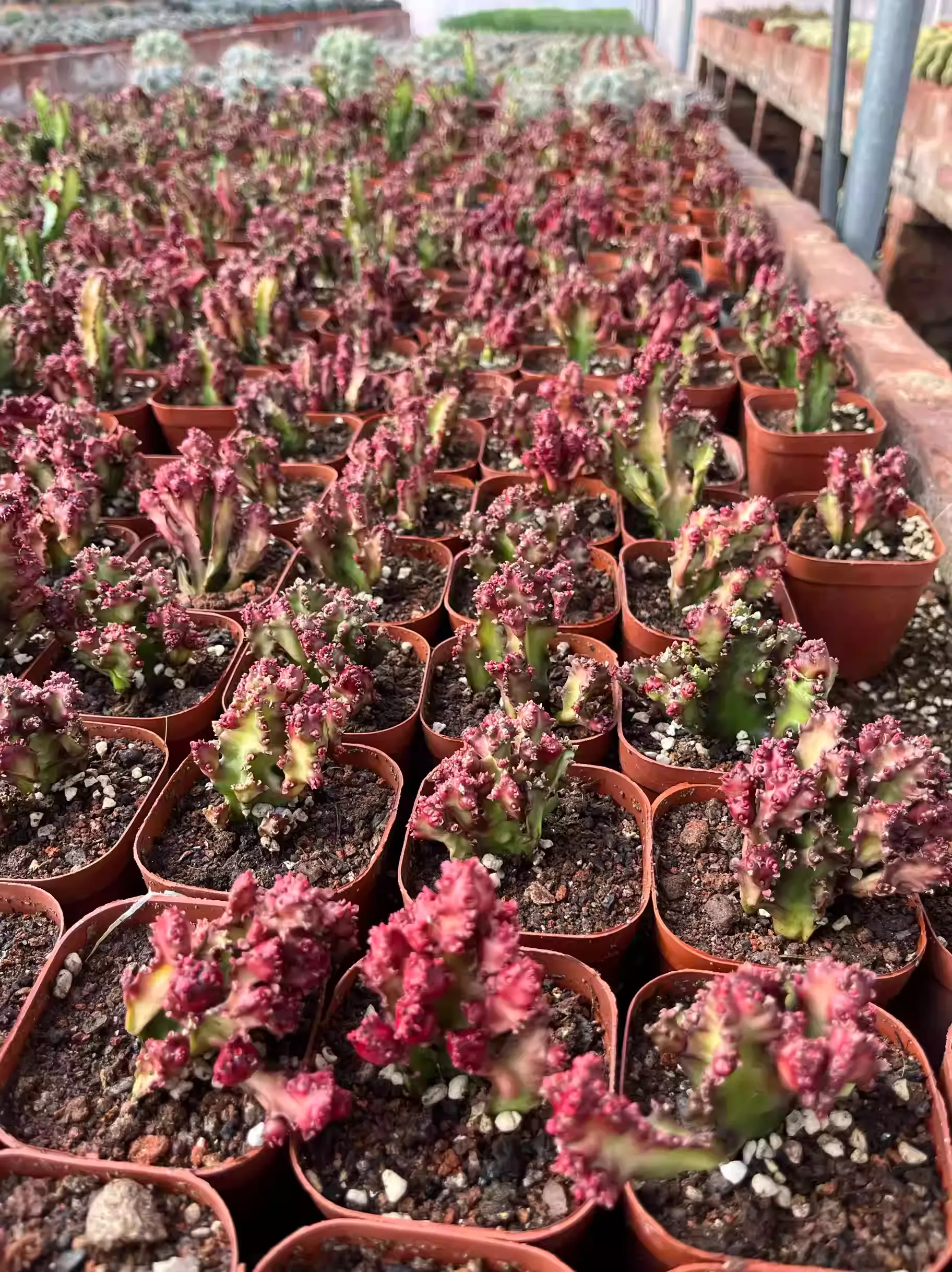 Euphorbia Trigona Rubra Hybrid - Image 2