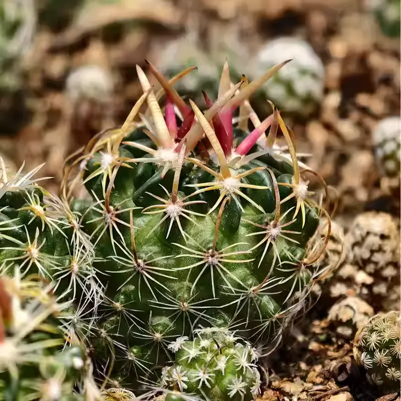 Stenocactus phyllacanthus - Image 2