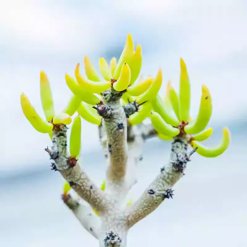 Tylecodon buchholzianus - Image 7