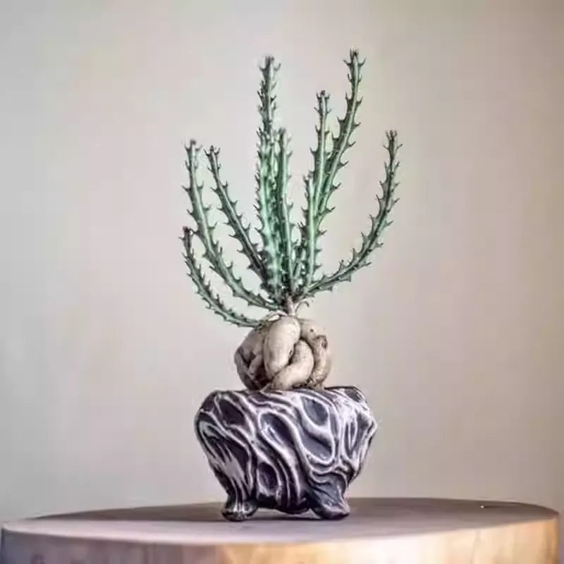 Euphorbia knuthii - Image 5