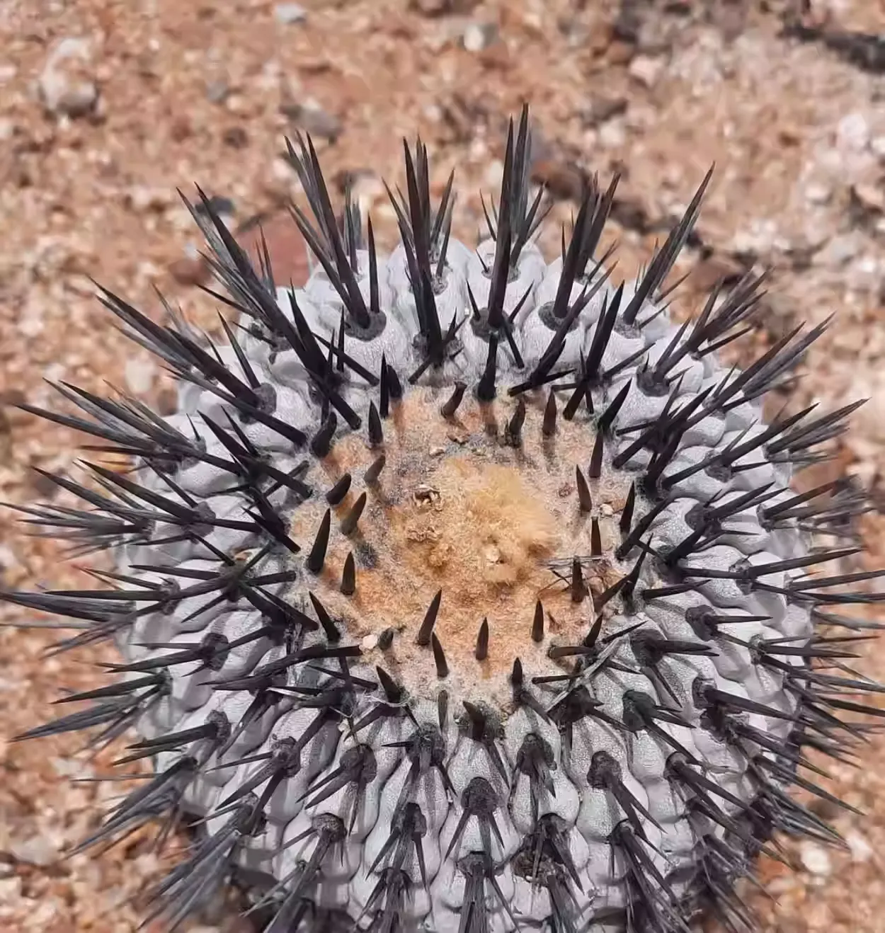 Copiapoa montana - Image 3