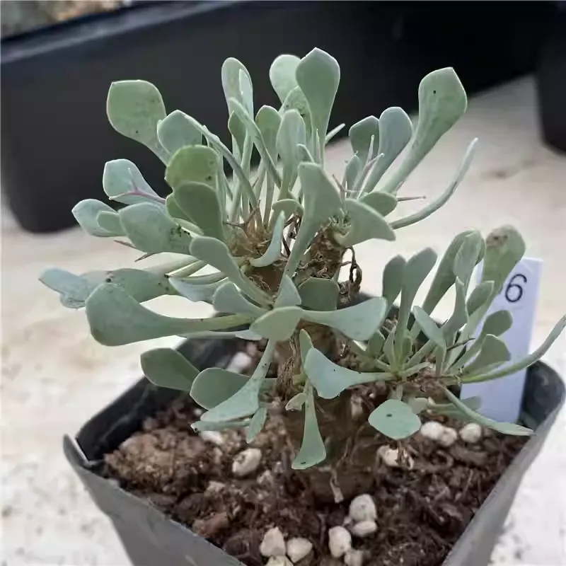 Othonna Euphorbioides - Image 5