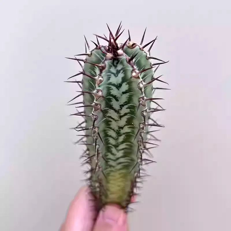 Euphorbia confinalis subsp. rhodesiaca - Image 6