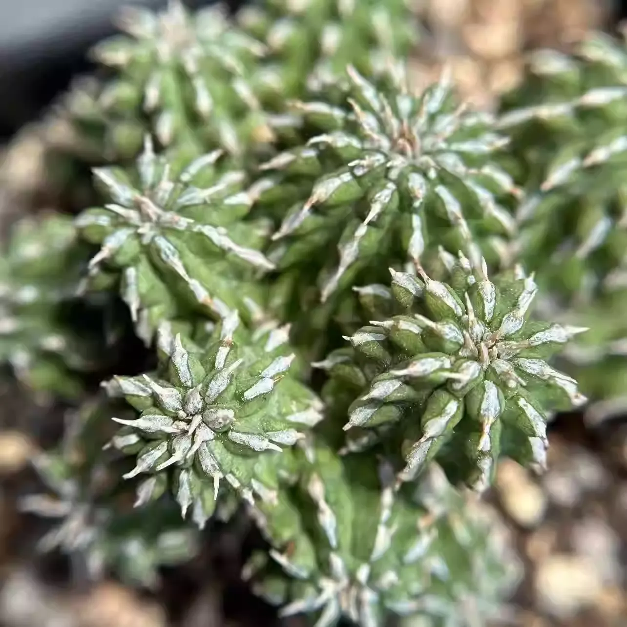 Euphorbia amygdalina - Image 2