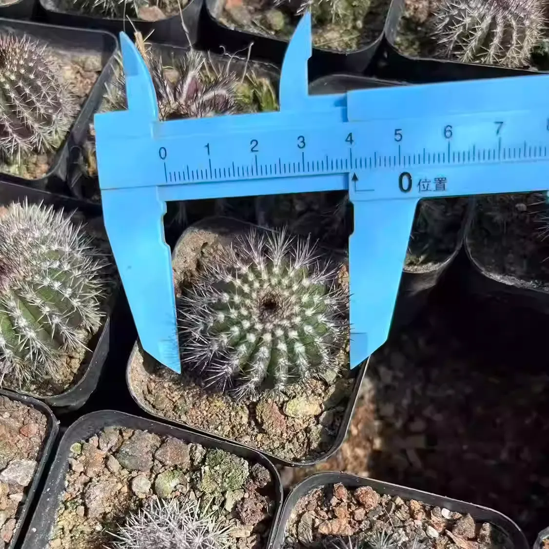 Uebelmannia pectinifera - Image 4