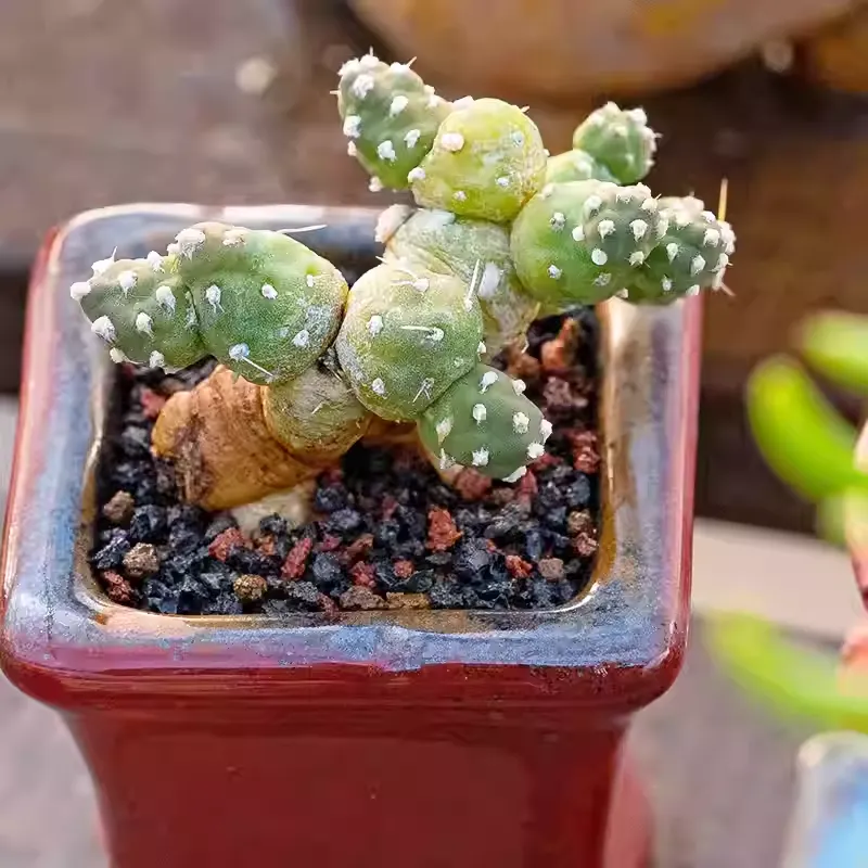 Tephrocactus rossianus - Image 2