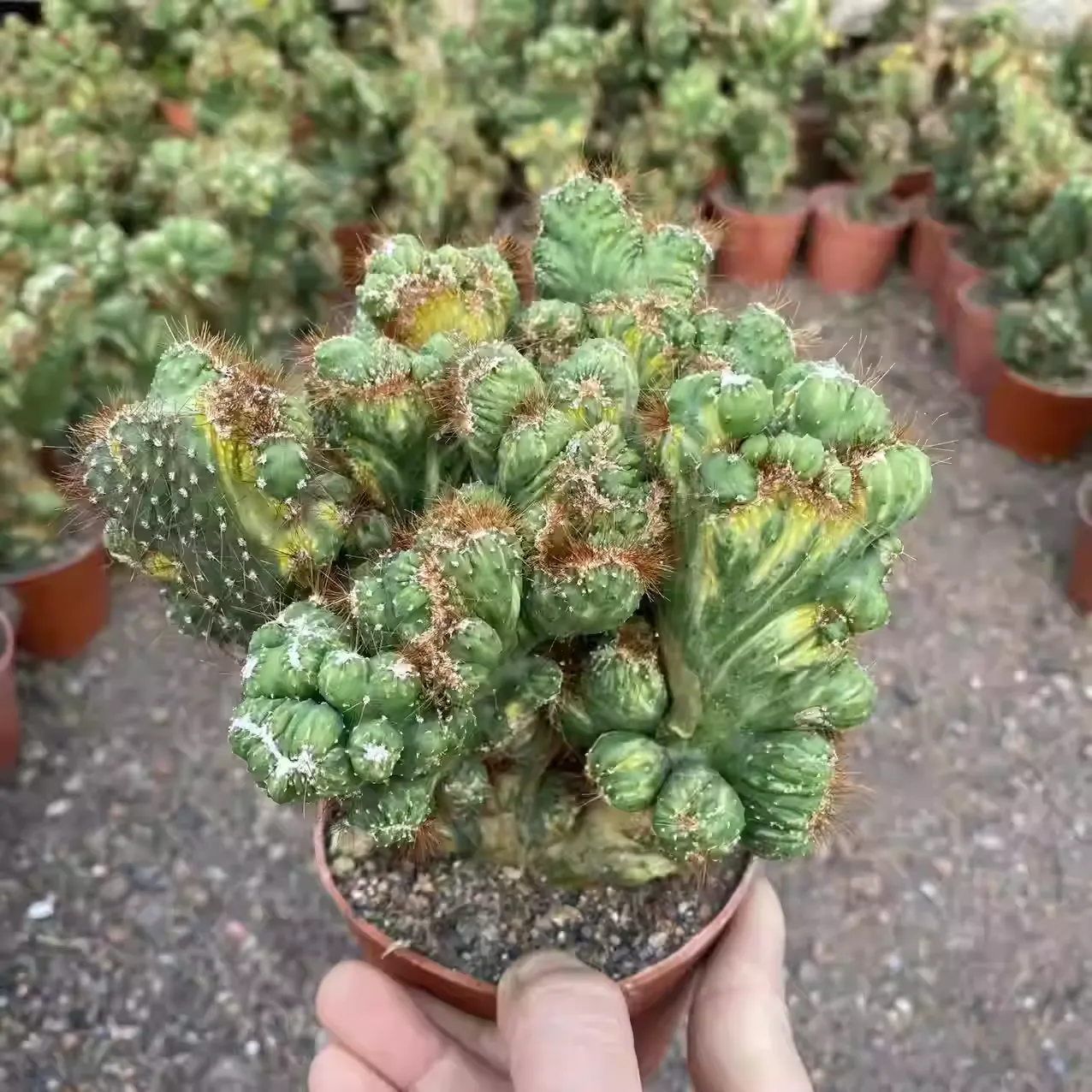 12CM Succulent Cactus Plant Cereus Menst Variegated Cactaceae Home Garden Plant - Image 3