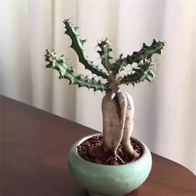 Euphorbia knuthii - Image 4