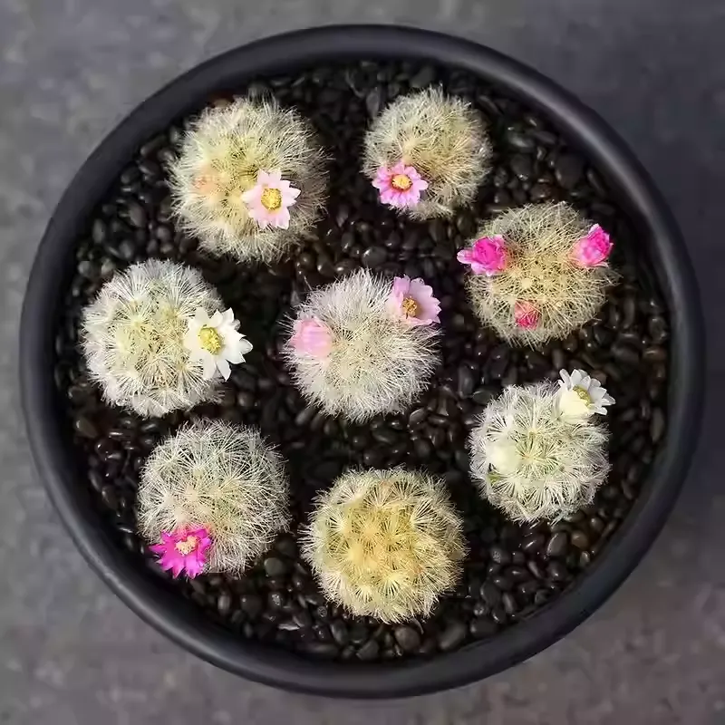 Mammillaria carmenae - Image 2