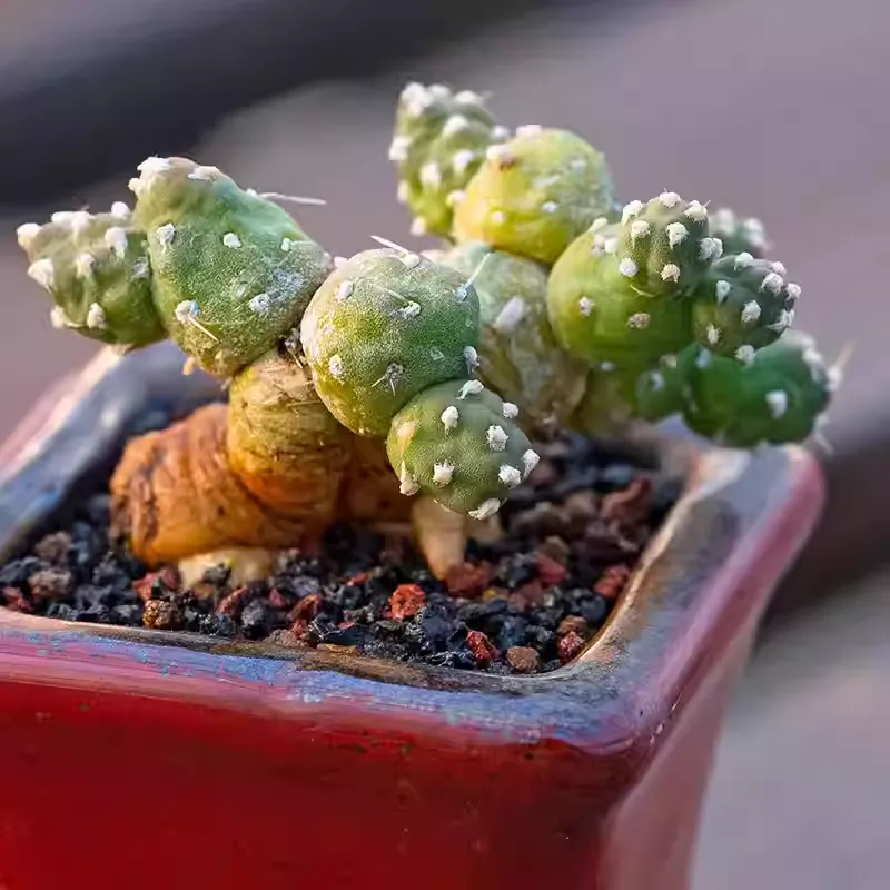 Tephrocactus rossianus - Image 5
