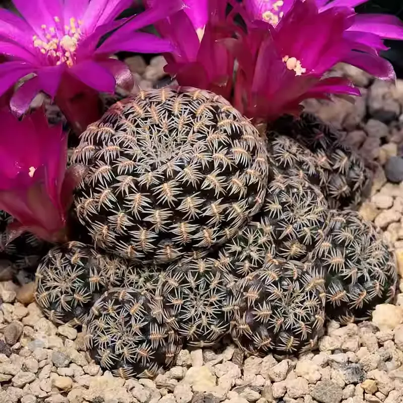 Sulcorebutia augustinii - Image 4