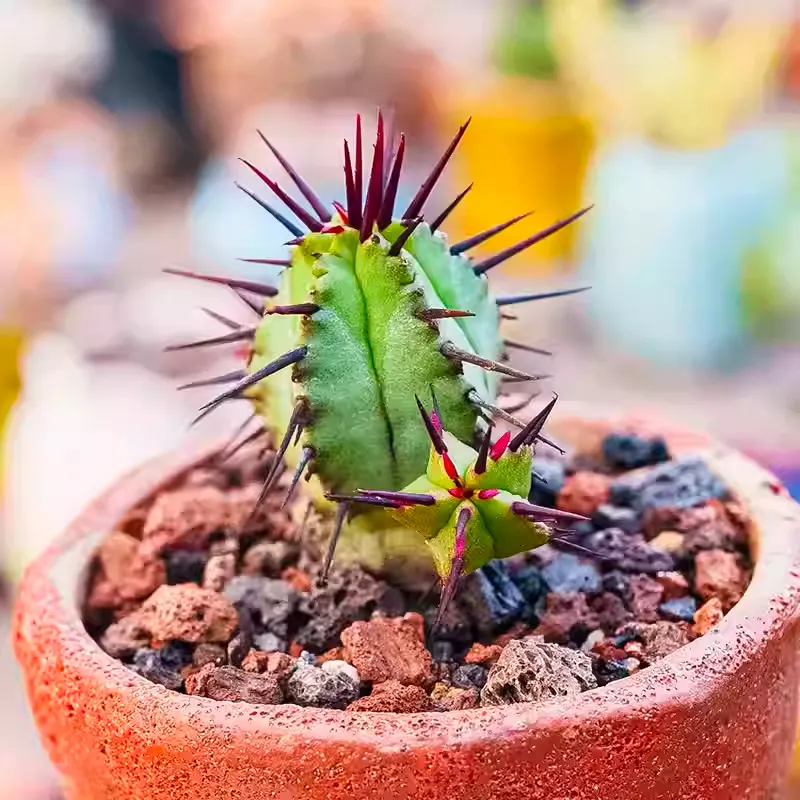 Euphorbia enopla - Image 5