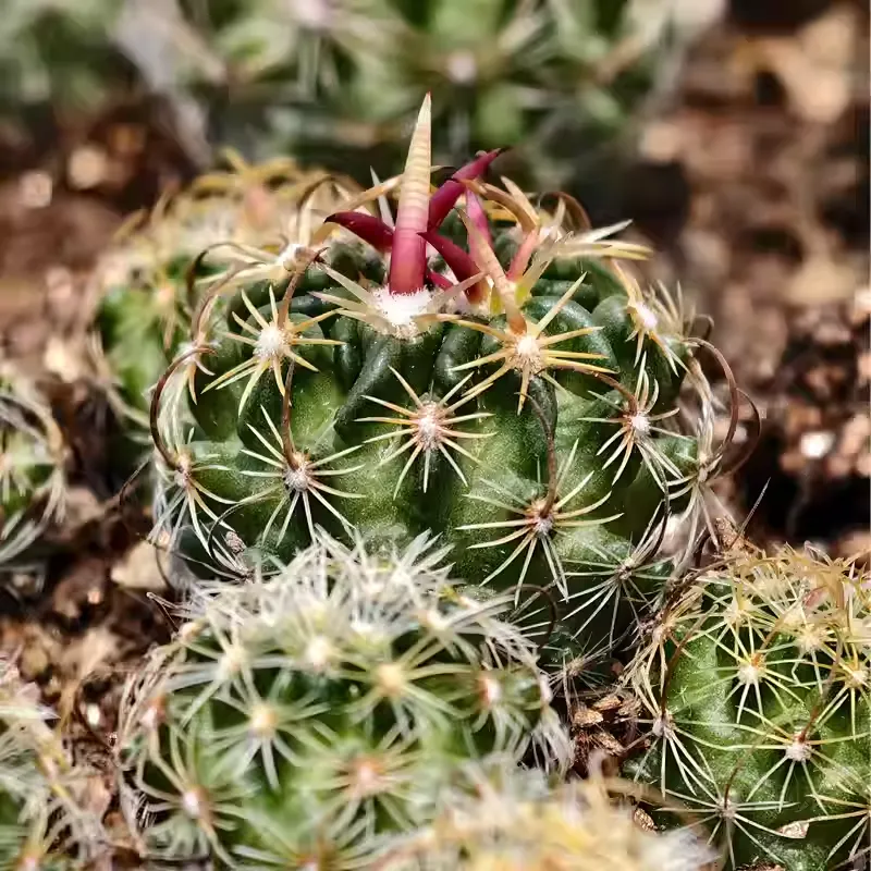 Stenocactus phyllacanthus - Image 9
