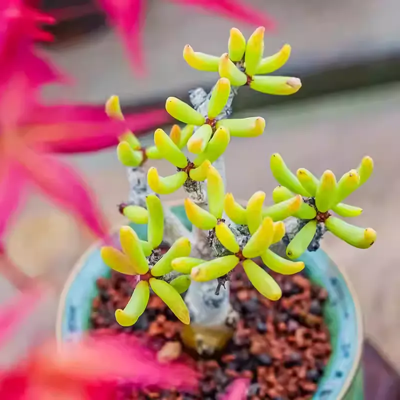 Tylecodon buchholzianus - Image 6