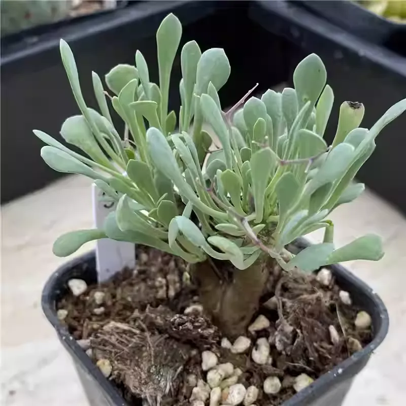 Othonna Euphorbioides - Image 4