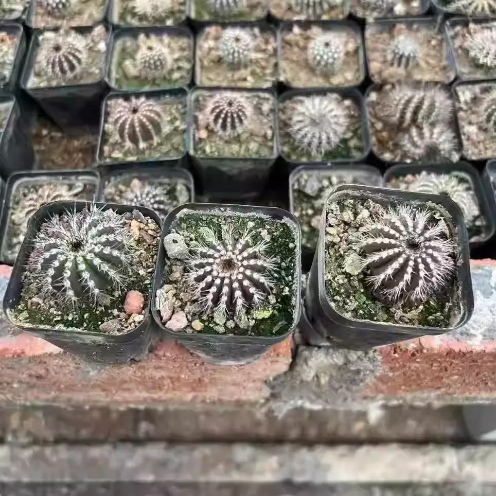 Uebelmannia pectinifera - Image 3