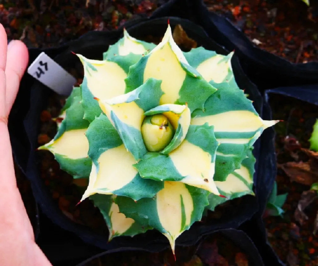Agave Potatorum Var. Verschaffeltii - Image 3