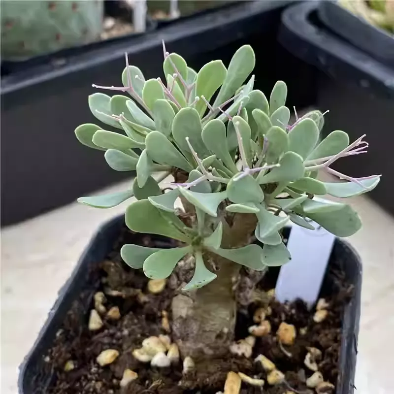 Othonna Euphorbioides - Image 3