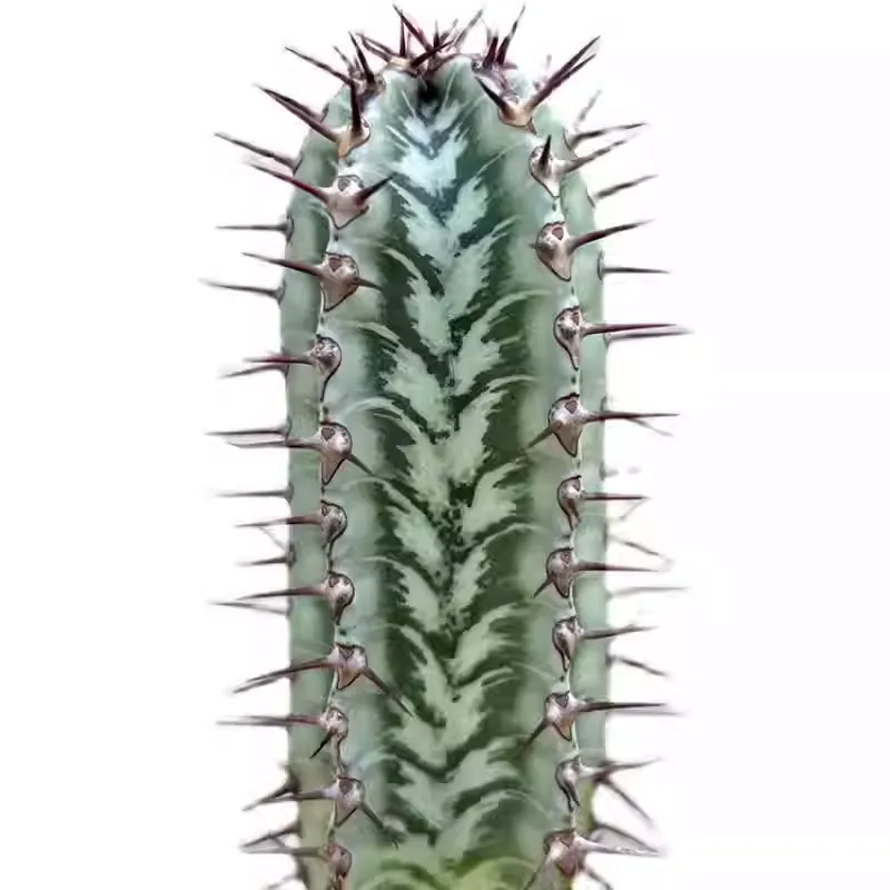 Euphorbia confinalis subsp. rhodesiaca - Image 4