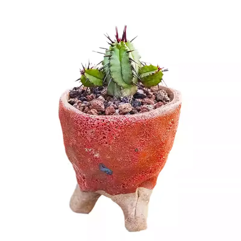 Euphorbia enopla - Image 4