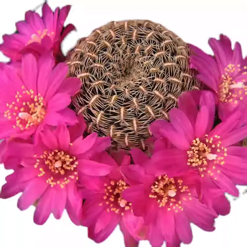 Sulcorebutia augustinii - Image 3