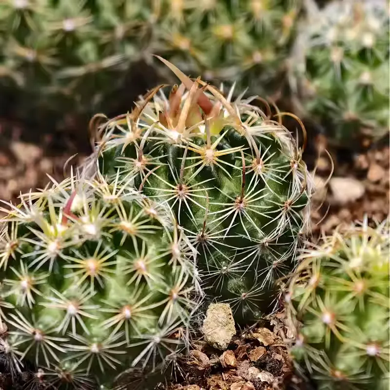 Stenocactus phyllacanthus - Image 7