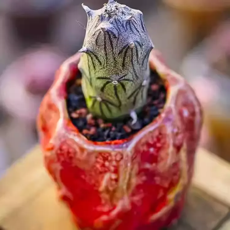 Kleinia mweroensis (Baker) C. Jeffrey - Image 4