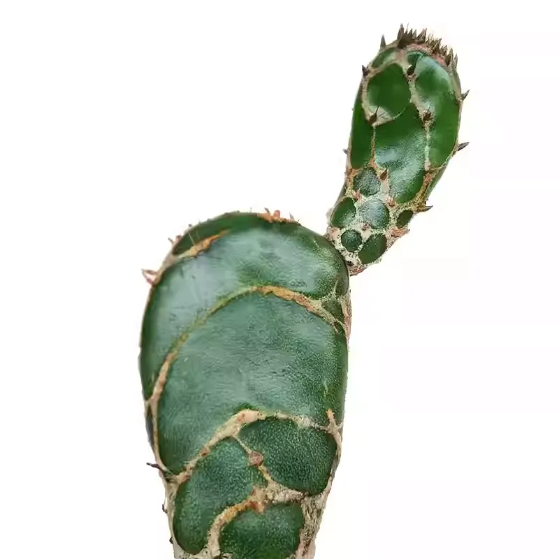 Opuntia zebrina - Image 2