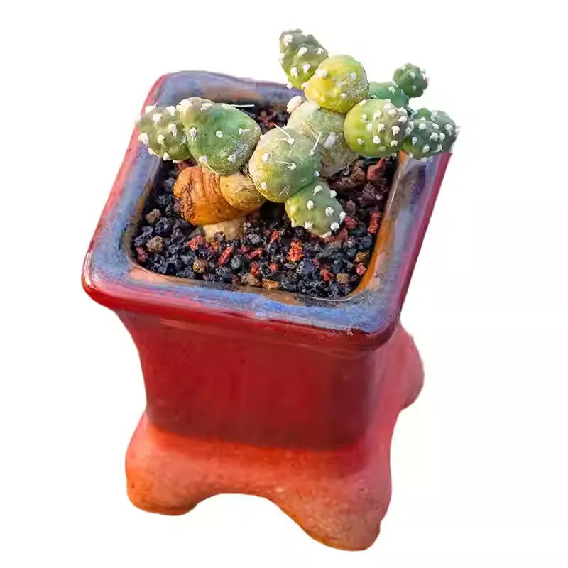 Tephrocactus rossianus - Image 4