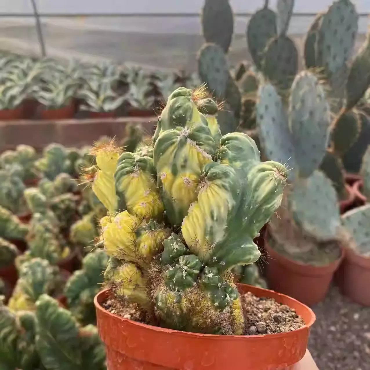 12CM Succulent Cactus Plant Cereus Menst Variegated Cactaceae Home Garden Plant - Image 2