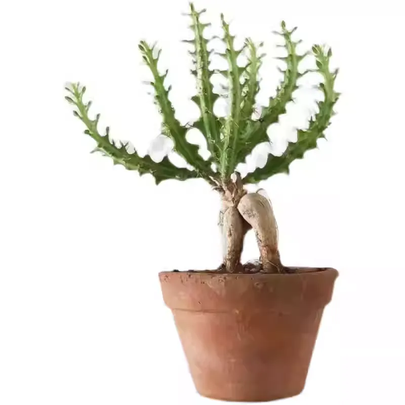 Euphorbia knuthii - Image 3