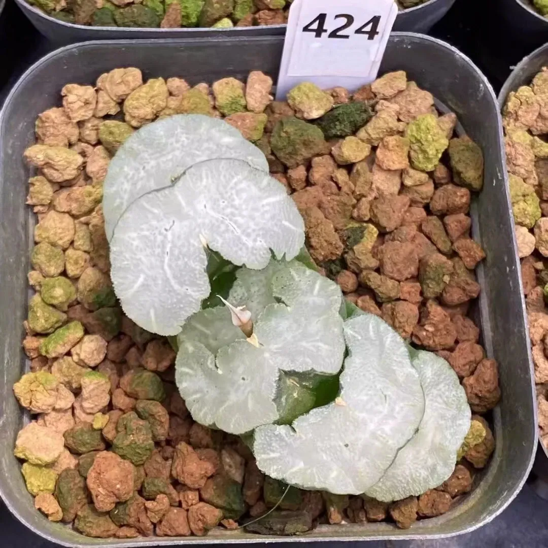 Haworthia Truncata White Bear - Image 7