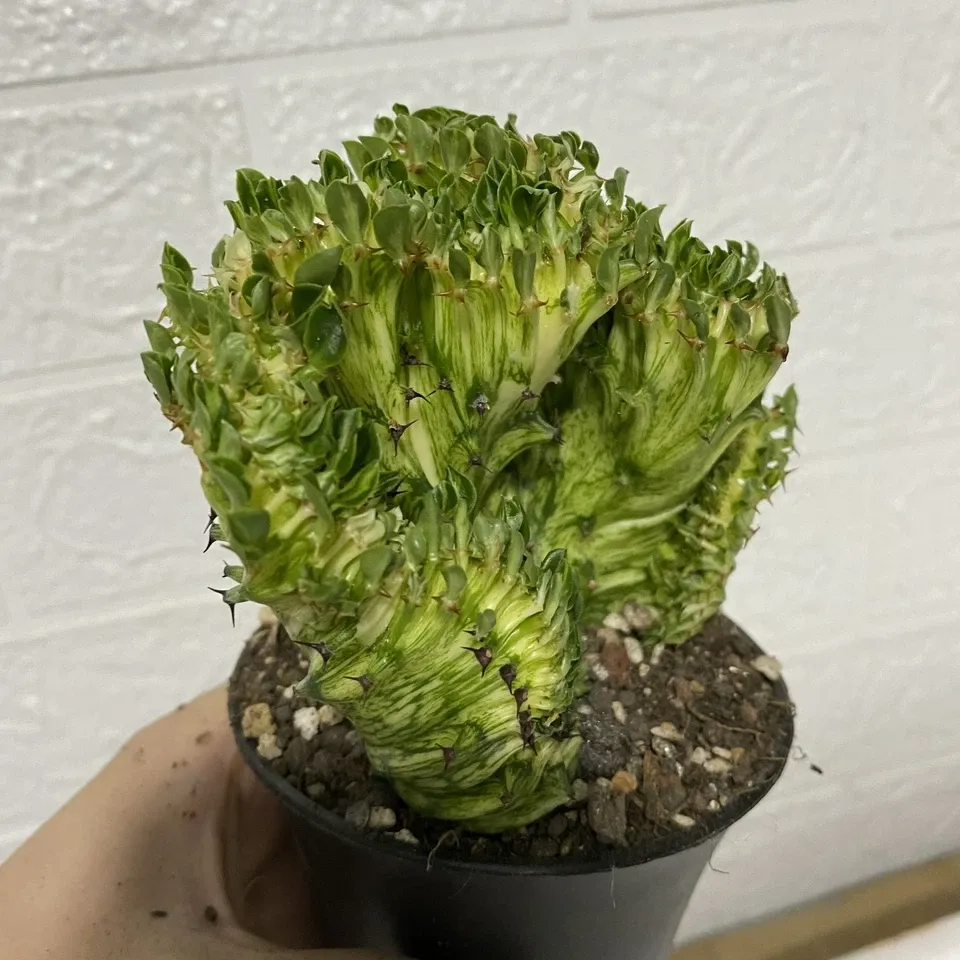 Euphorbia Neriifolia var. Cristata - Image 2