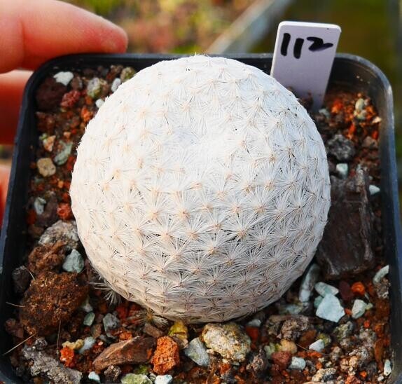 Mammillaria herrerae Werderm. - Image 5