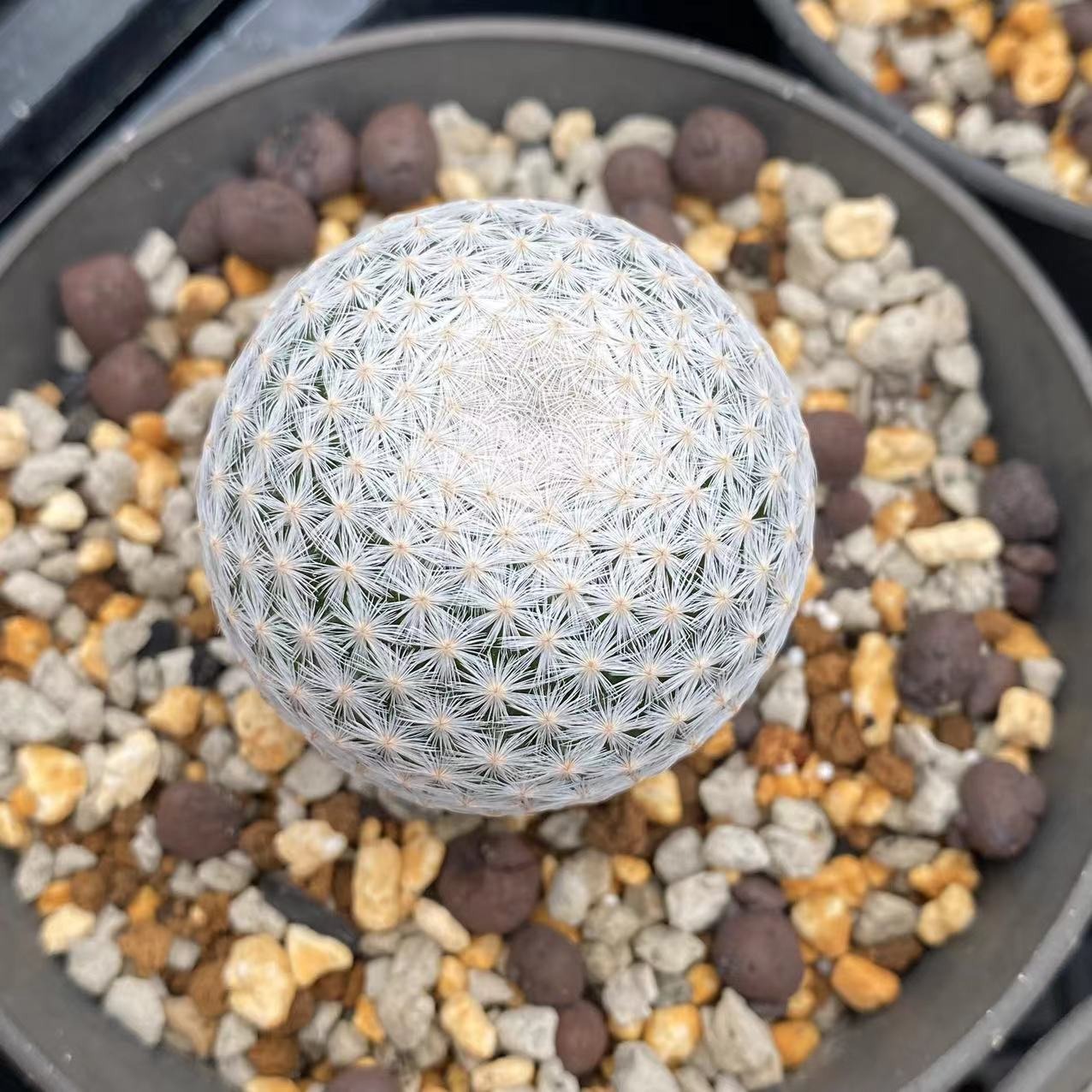 Mammillaria herrerae Werderm. - Image 4