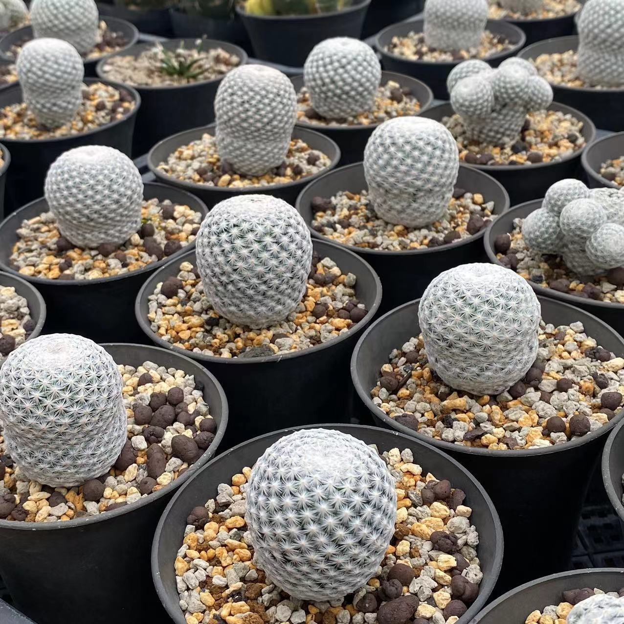 Mammillaria herrerae Werderm. - Image 3